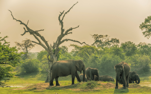 Elephants