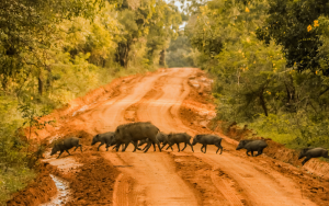 Wildboar