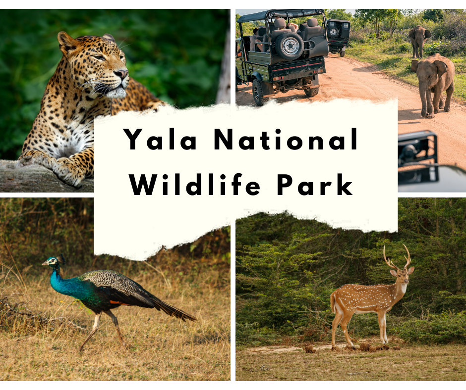 Yala National Park
