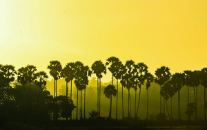 Places to visit in Jaffna