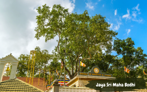 Places to visit in Anuradhapura - Jaya Sri Maha Bodhi